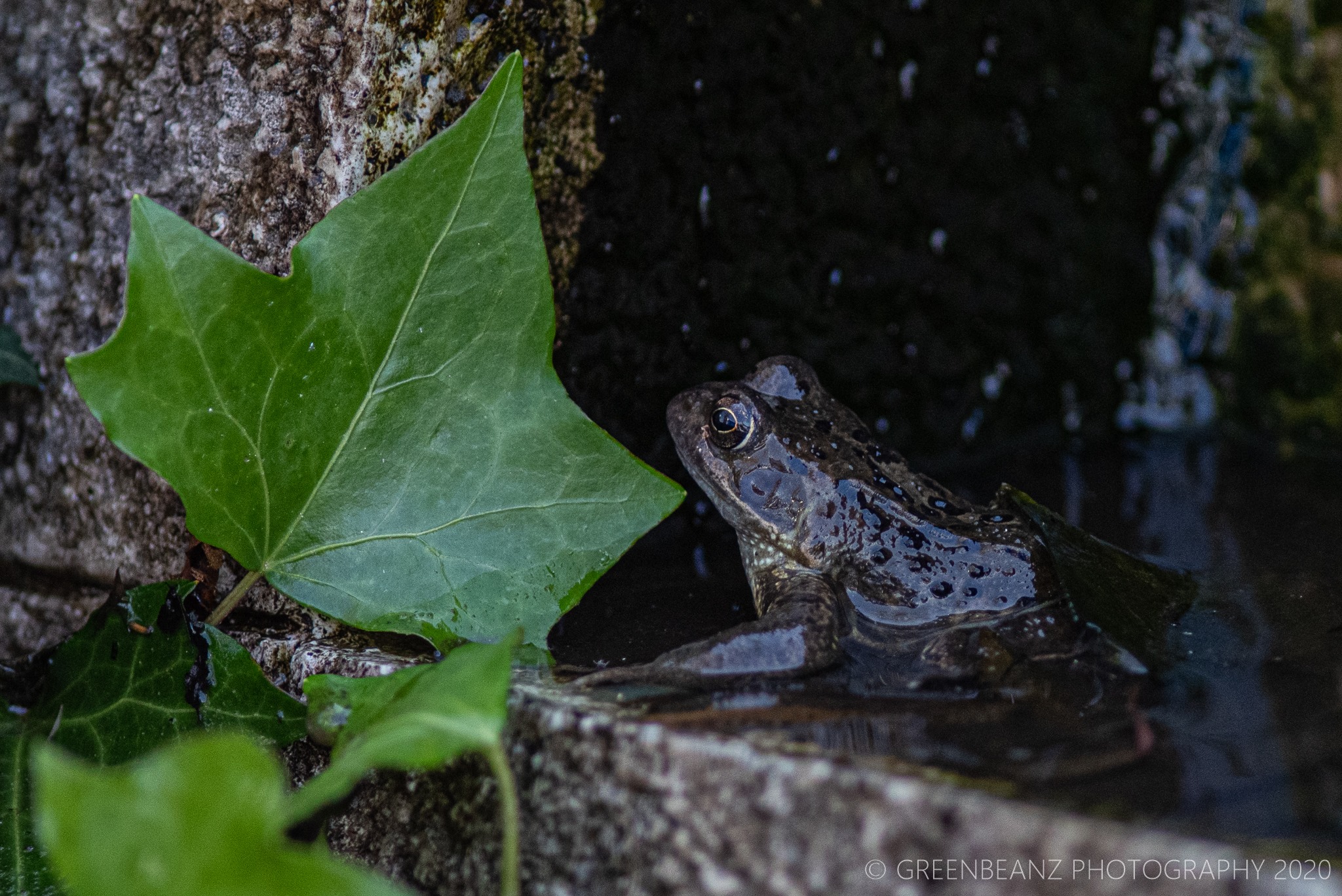 Frog in water feature